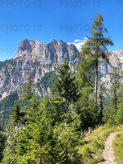 Mountain path in the forest in Berchtesgaden National Park with a view of the steep peaks of the horse-rider Alm