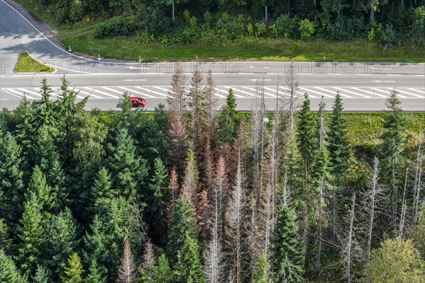 Forest dieback in Black Forest