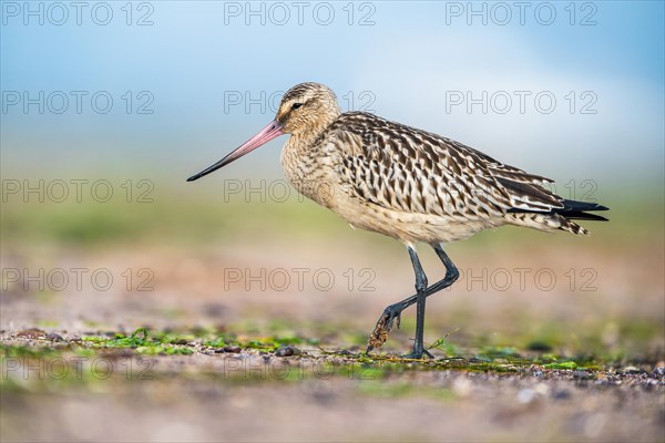 Bar-tailed Godwit