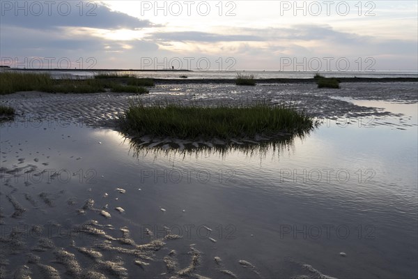 Seagrass