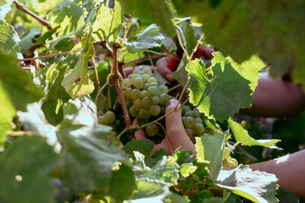 Woman farmer hands using scissors to trim organic sauvignon grape with sscissors from plant in wine farm in summertime harvesting period W