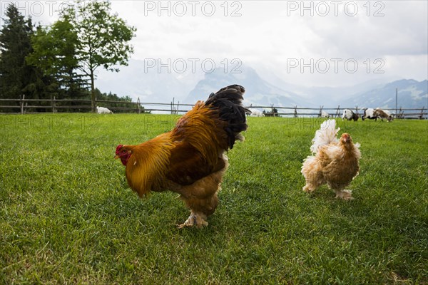 Mountain inn and chickens