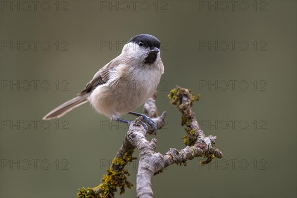 Marsh Tit