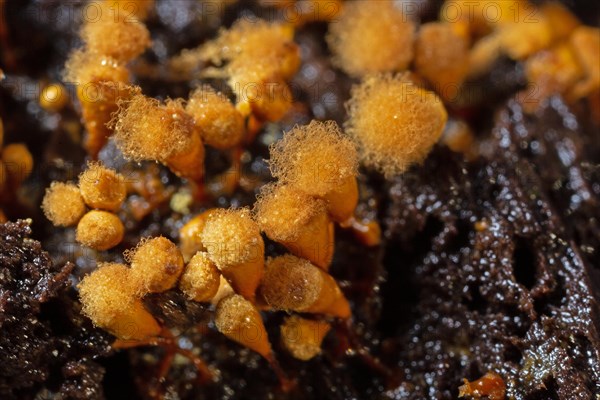 Yellow false hairy mushroom several fruiting bodies with fuzzy stalked yellowish heads next to each other on tree trunk