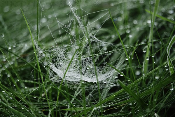 Spider's web with morning dew