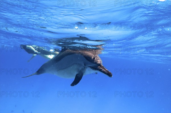 Spinner dolphin