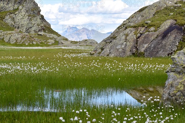 Lake with lots of cottongrass