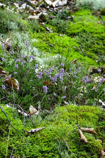 Kellerwald-Edersee National Park in late summer