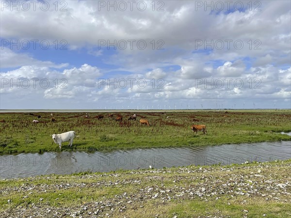 Cows at pasture