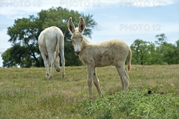 Mare with foal of the Austro-Hungarian White Baroque Donkey