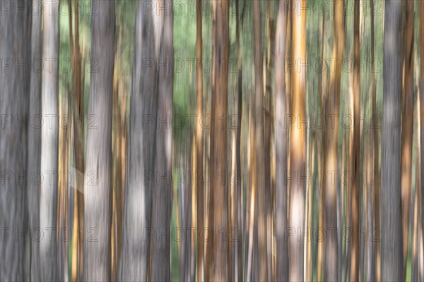 Pine trunks