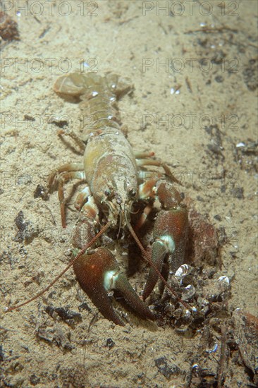 Signal crayfish