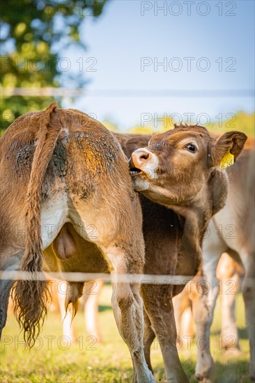 Cow in outdoor enclosure