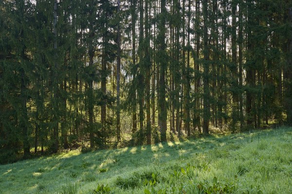 Coniferous trees