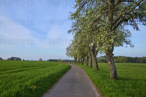 Field path