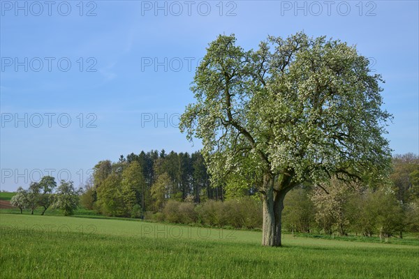 Pear tree