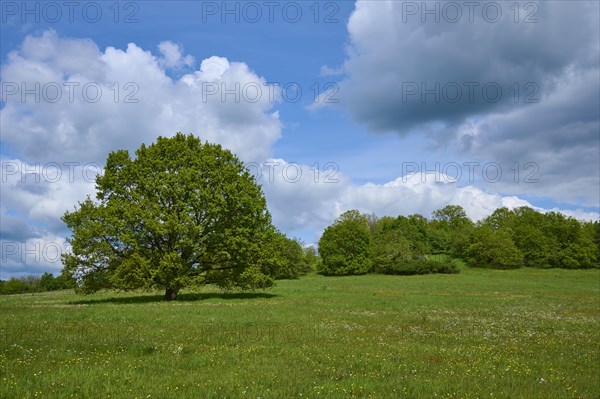 Oak tree