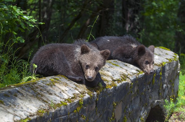 European brown bear