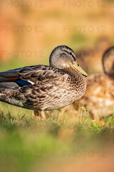 Duck in a meadow