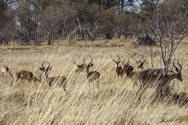 Impalas