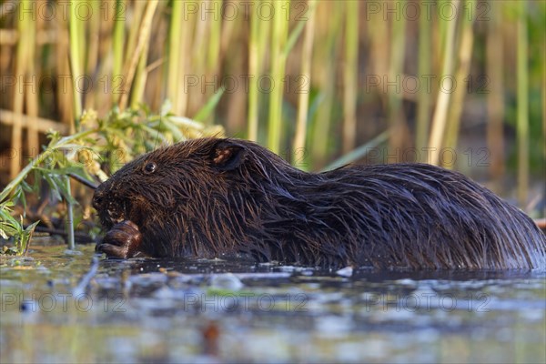 Beaver