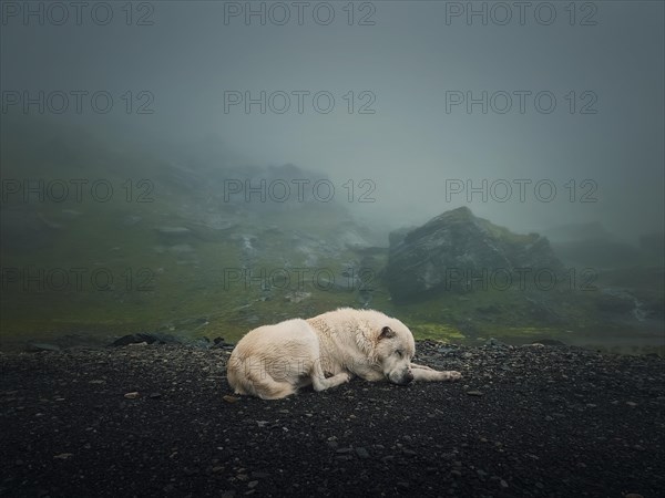 Moody and silent scene with a white