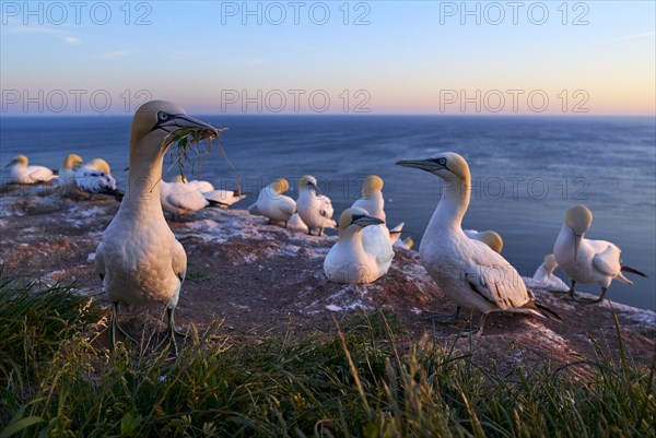 Northern gannet