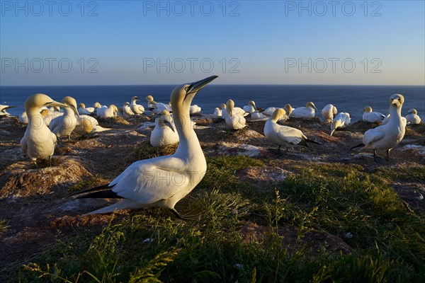 Northern gannet