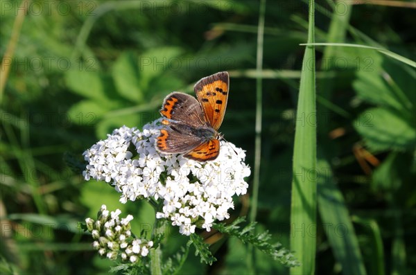 Small copper