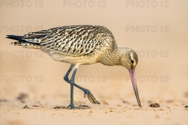 Bar-tailed Godwit