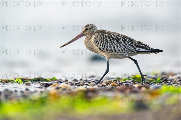 Bar-tailed Godwit