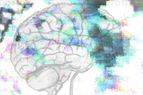 The human brain is characterised by voluminous cerebrum. The brain stem controls the heart and lung breathing. The brain lies in the head