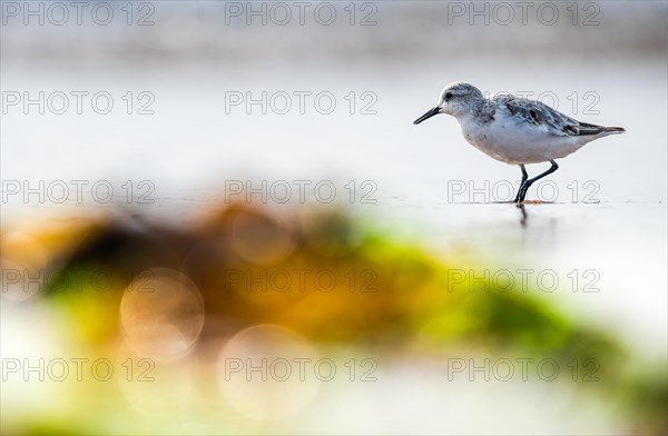 Sanderling