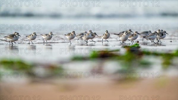 Sanderling