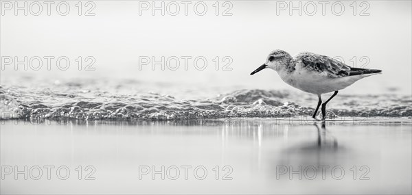 Sanderling