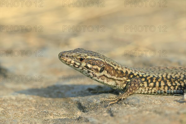 Common wall lizard