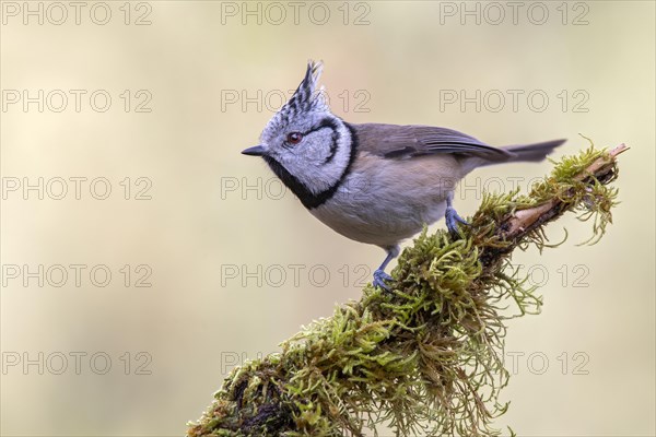 Crested Tit