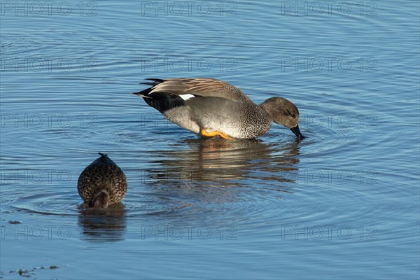 Gadwall two birds standing in water different looking