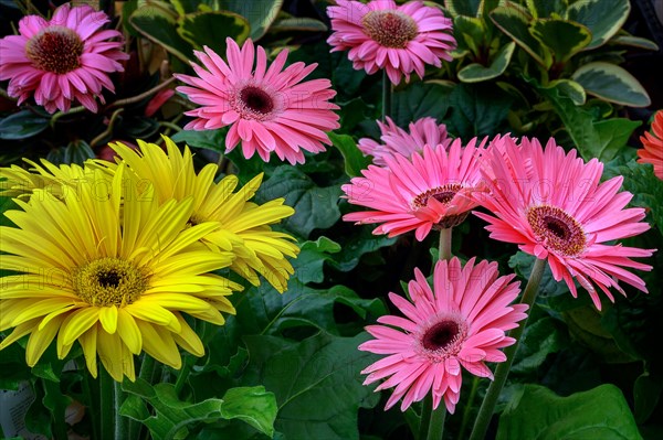 Gerbera