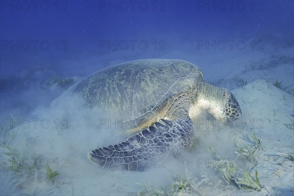 Green turtle