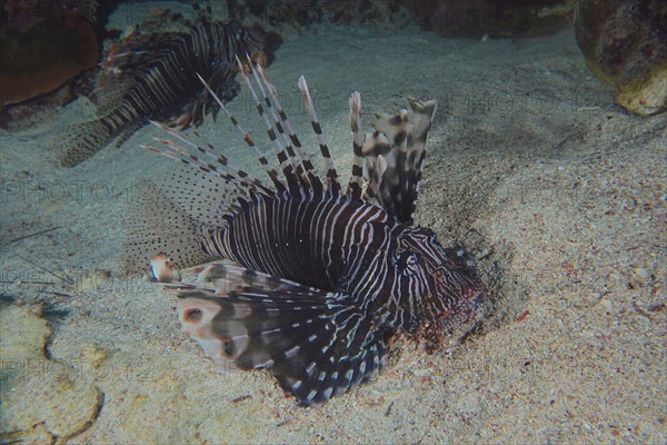 Common lionfish