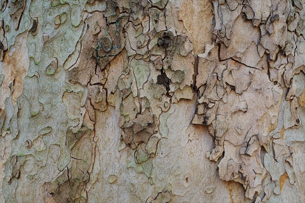 Tree bark as background