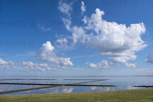 Flax in the Wadden Sea