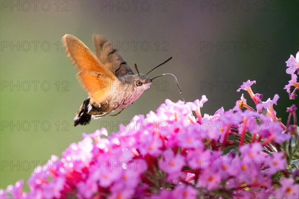 Hummingbird hawk-moth