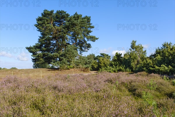 Blooming heathland