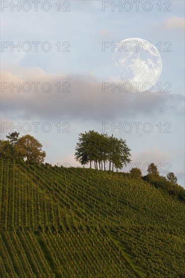 Vineyard with cherry trees in the evening