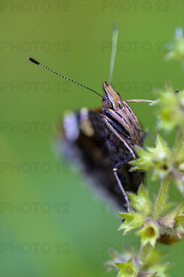 Red admiral