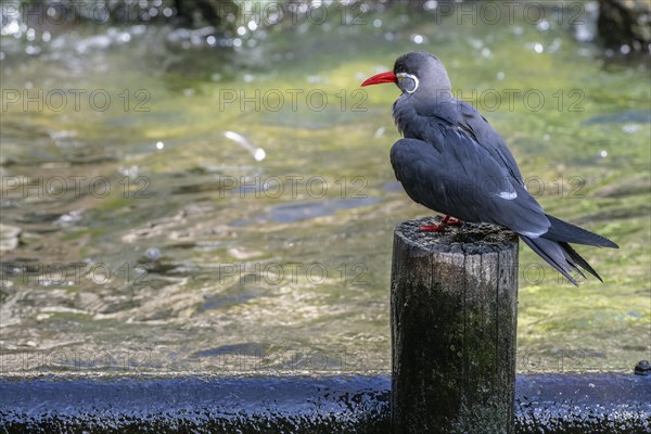 Inca tern