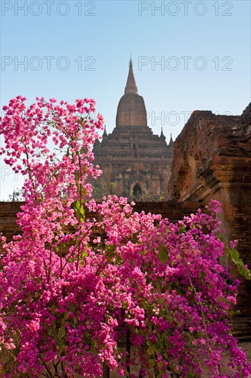 Red flowers in front of pagoda