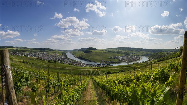 Vineyard on the Moselle